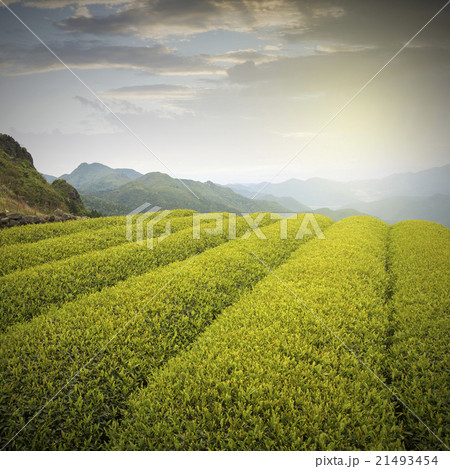 Mountain tea 21493454