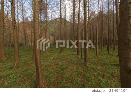 Dawn Redwood looking 21494194