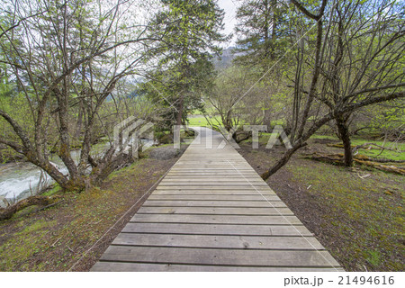 Snowy forest corridor Snowy forest corridor 21494616