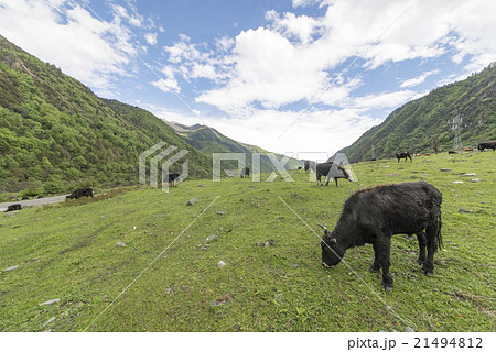 Chinese yak Grassland Chinese yak Grassland 21494812