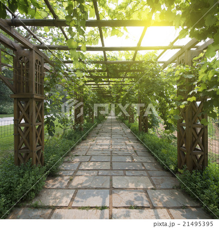 Grapes vines Grapes vines 21495395