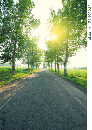 Woods road background 21496086
