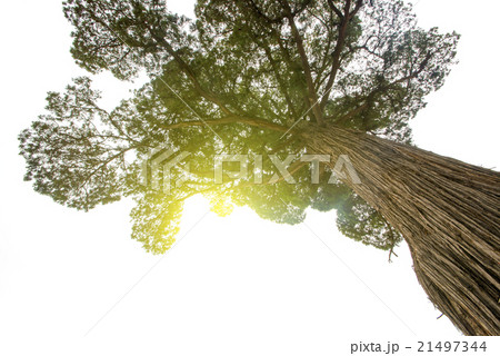 Cypress Cypress 21497344