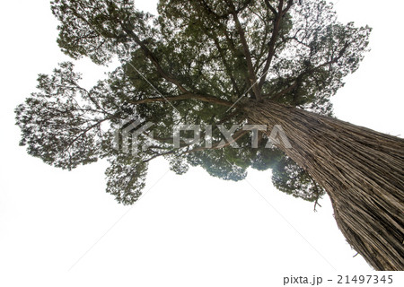 Cypress Cypress 21497345
