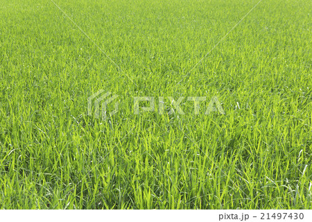 Rice Planting Rice Planting 21497430