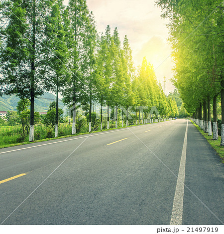 Forest road Forest road 21497919