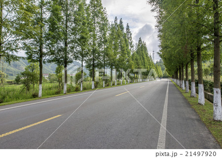 Forest road 21497920