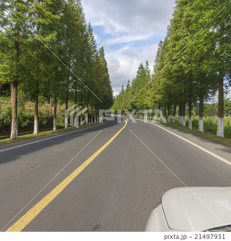 Forest road 21497931