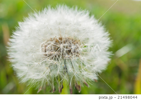 タンポポ 21498044