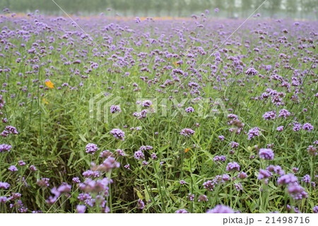verbena plant flower 21498716