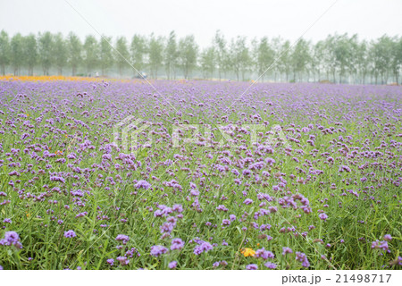 verbena plant flower verbena plant flower 21498717