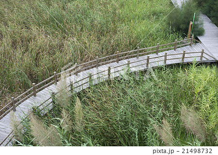 Grass corridor Grass corridor 21498732