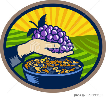 Hand Holding Grapes Raisins Oval Woodcut 21499580