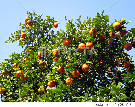 イヨカン 21500612