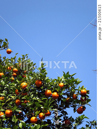 イヨカン 21500615