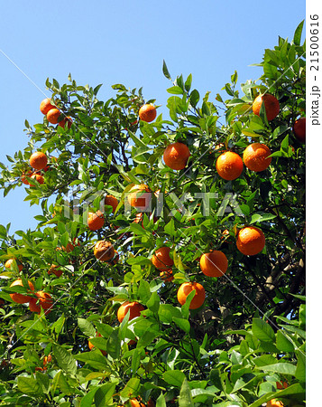 イヨカン 21500616