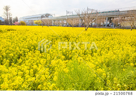 菜の花と市営地下鉄 菜の花と市営地下鉄 21500768