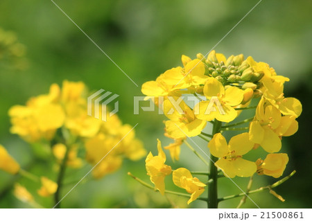 菜の花 菜の花 21500861