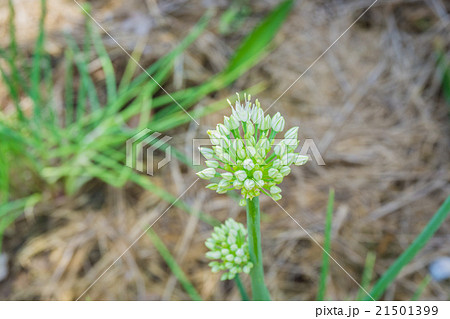 Green spring onion in growth Green spring onion in growth 21501399