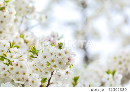 満開の天城吉野桜 満開の天城吉野桜 21502320