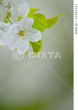 満開の天城吉野桜 満開の天城吉野桜 21502327