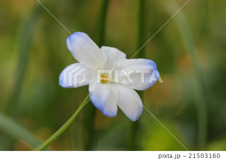 ゼフィラの花 ゼフィラの花 21503160