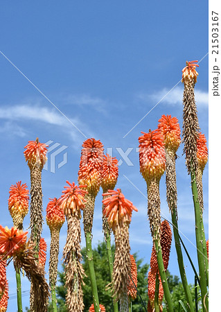 夏の花 トリトマの写真素材