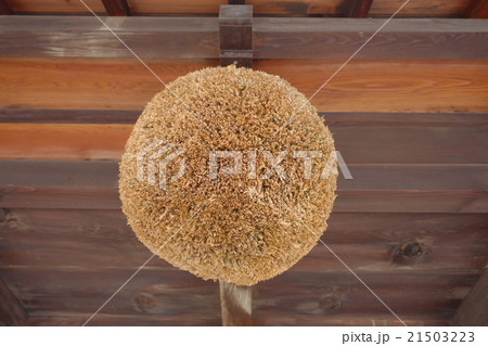 軒先の杉玉 軒先の杉玉 21503223