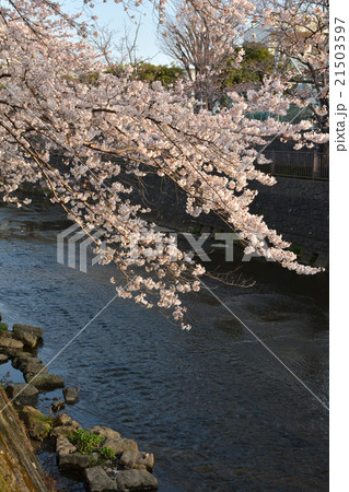 ソメイヨシノ 21503597