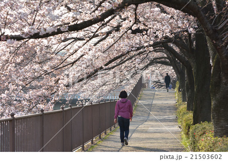 桜並木 21503602