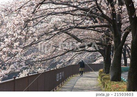 桜並木 21503603