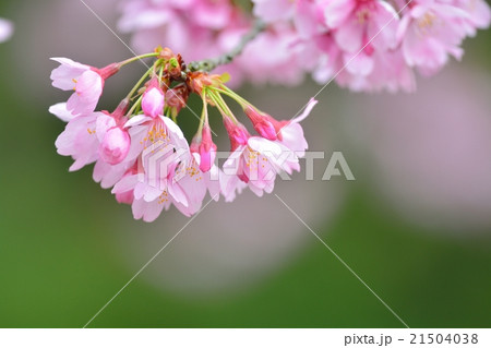 満開のミヤビザクラ 満開のミヤビザクラ 21504038