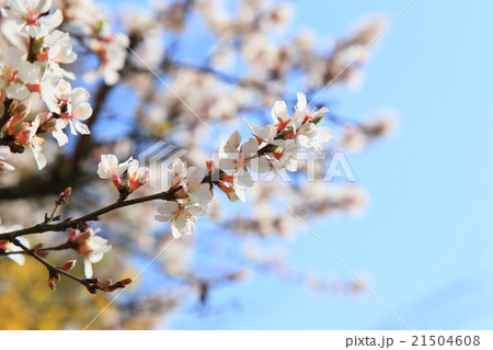 花　さくら　 21504608