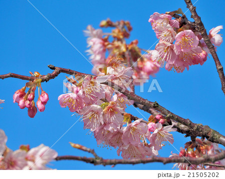 青空と桜 21505202