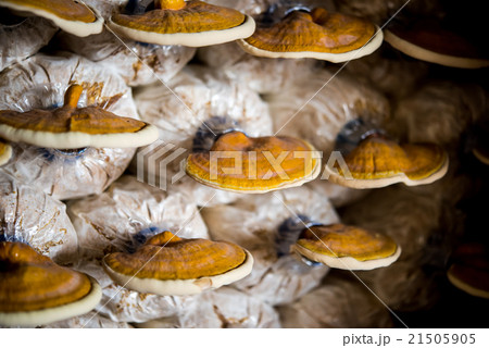 Lingzhi mushrooms in mushroom farm 21505905