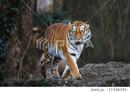 The siberian tiger The siberian tiger 21506393