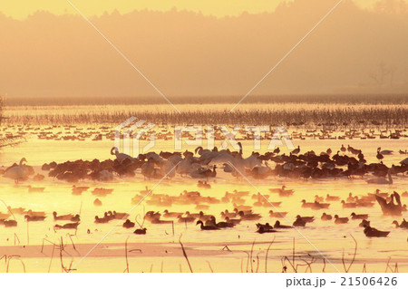 伊豆沼 2016年1月 伊豆沼 2016年1月 21506426