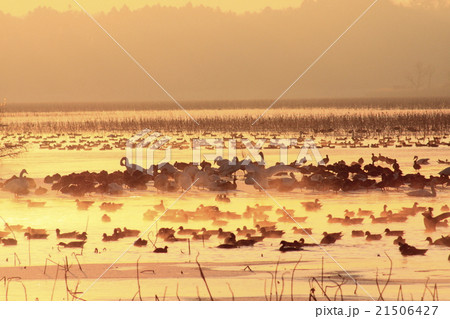 伊豆沼 2016年1月 伊豆沼 2016年1月 21506427