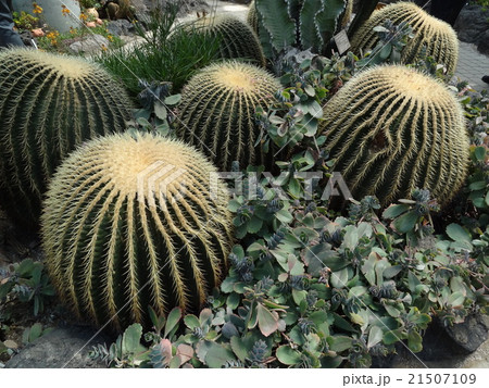 サボテン 21507109
