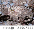 桜 21507111