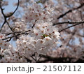 桜 21507112