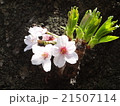 桜 21507114