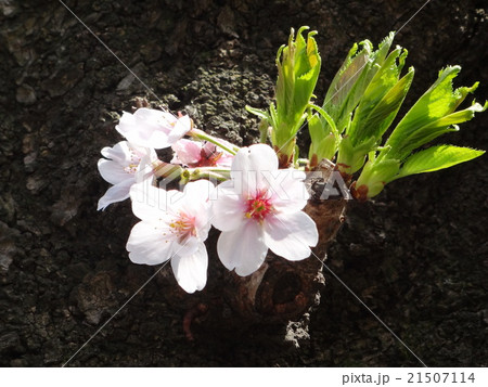 桜 21507114