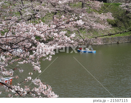 桜 21507115