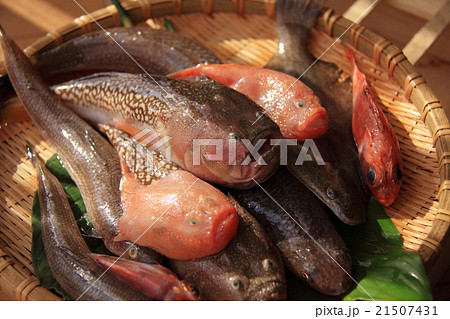 新鮮な魚たち 21507431