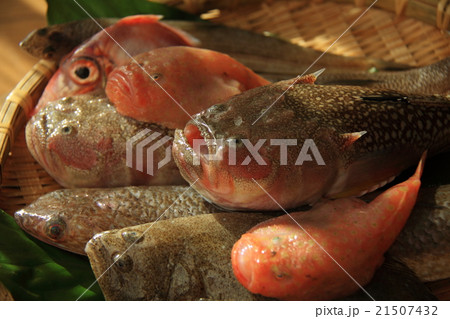 新鮮な魚たち 新鮮な魚たち 21507432