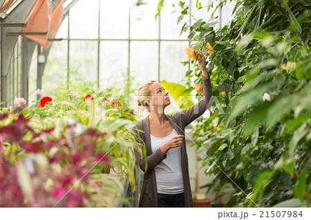 Florists woman working in greenhouse.  21507984