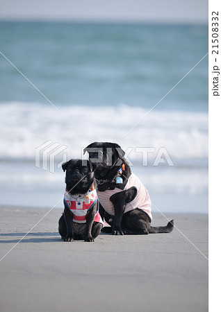 黒ぱぐ親子、縦構図 21508332