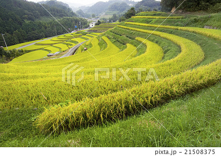 彼岸花のある風景 21508375