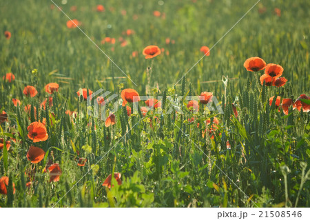 red poppies in green grass red poppies in green grass 21508546